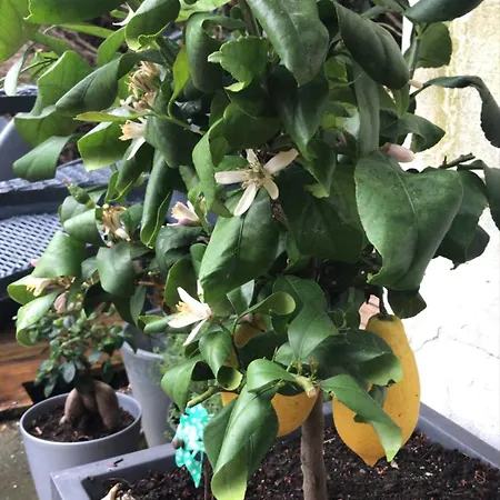 Maison Pierre Avec Piscine Chauffee Bordeaux